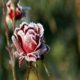 Topaz InFocus
