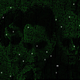 Matrix Reloaded GL
